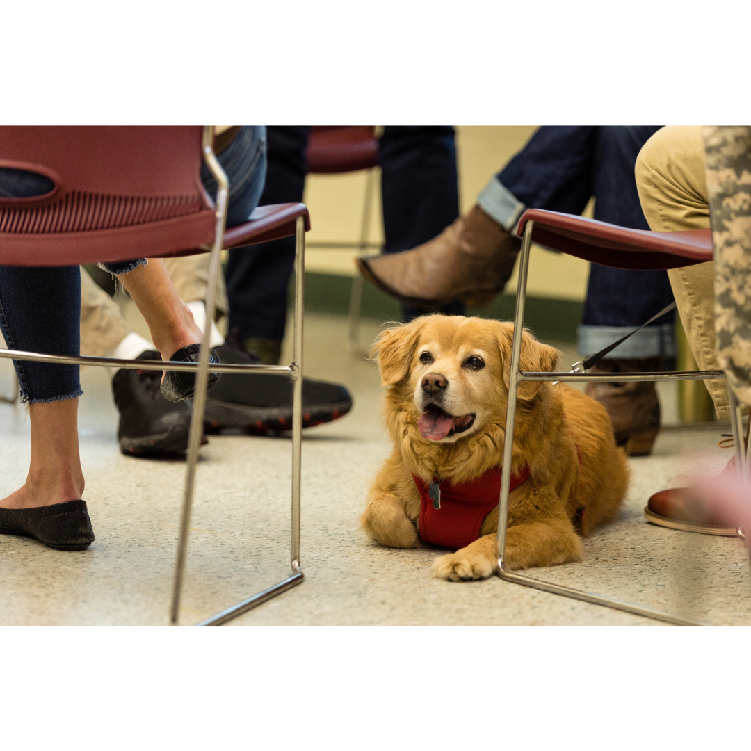 Are Emotional Support Animals and Service Animals different?